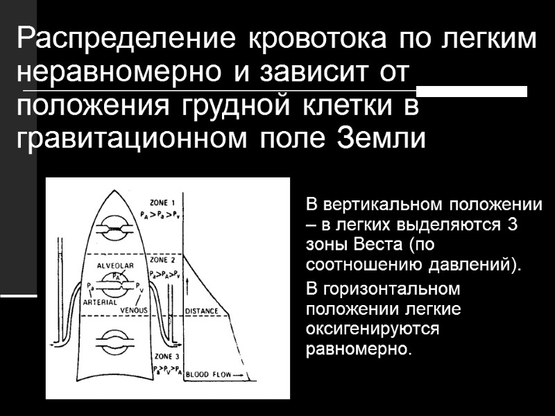 Распределение кровотока по легким неравномерно и зависит от положения грудной клетки в гравитационном поле